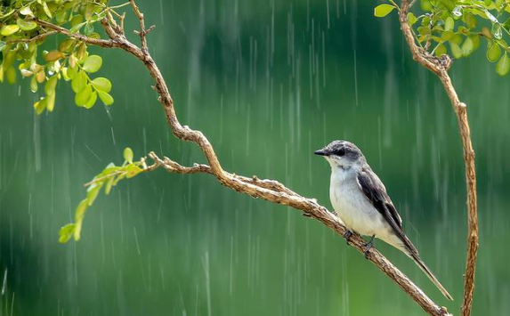 秋老虎下雨是不是就凉快了