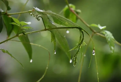 2023年南京有梅雨季节吗1