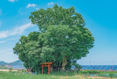 2023年夏天来的早还是晚1