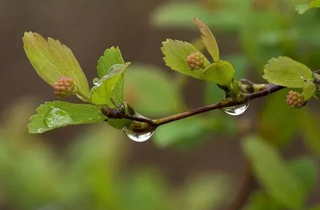 2023年春季雨水多吗1