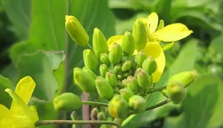 小雪节气能不能种油菜1