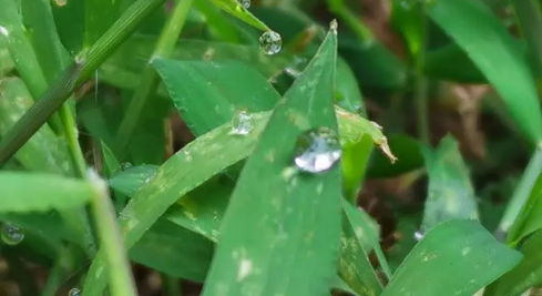 2023年白露后早晚会有露水吗2