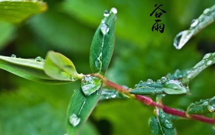 2023谷雨前后小麦需要打药吗3