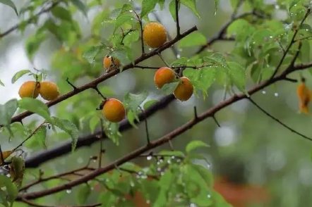 2023年梅雨季节有几天3