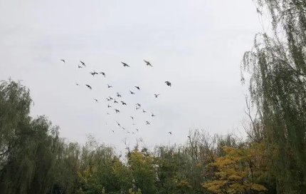 孤鸾年结婚好不好1