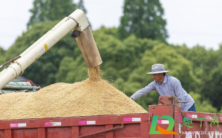 2023粮食补贴多少钱一亩1