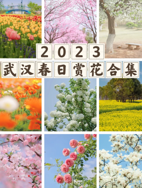 武汉花博汇樱花开了吗20234