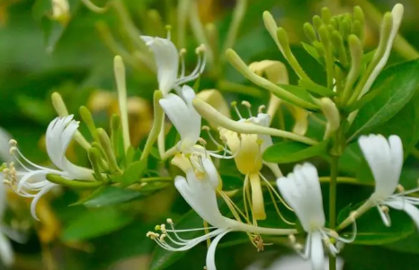 金银花怎么烘干