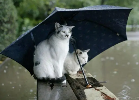 2023年苏州三月份下雨多吗3