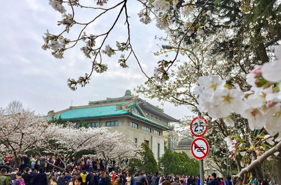 2023年武大看樱花要门票吗2