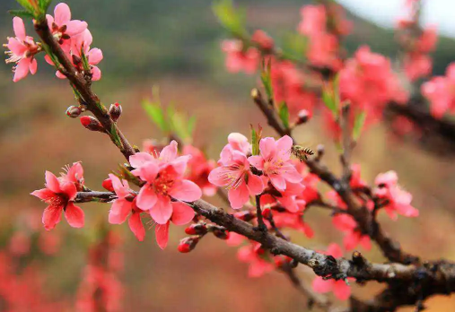 命中缺桃花运的人该怎么办3