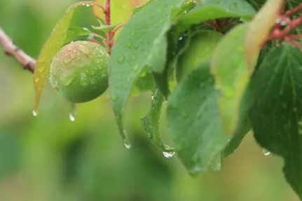 2022杭州梅雨季节是哪几个月