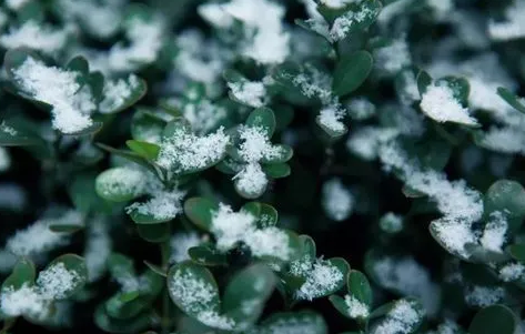 ​小雪节气下雪好还是不下雪好3