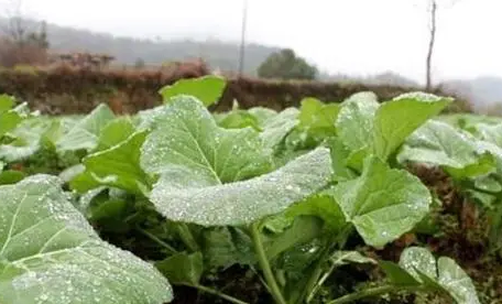 小雪节气能不能种油菜3