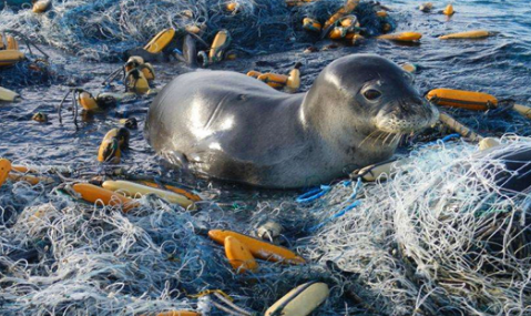 海洋上的垃圾害死了多少生物1