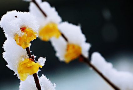 雪水浇花好不好