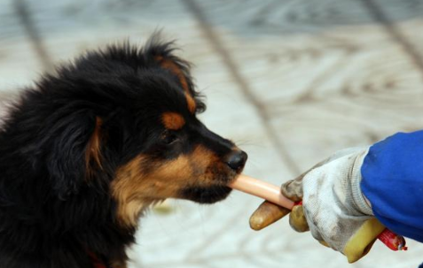 狂犬疫苗就是最大的骗局真的假的