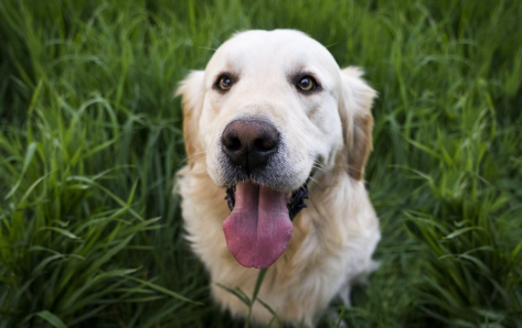 狗狗得了犬瘟怎么办