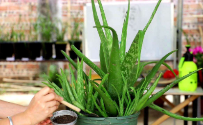 新鲜芦荟榨汁能直接喝吗