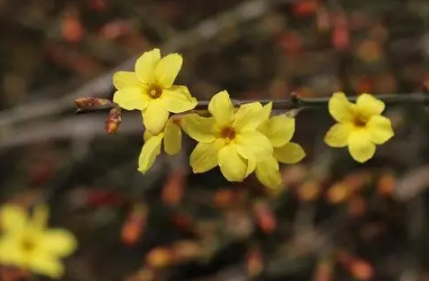 2022年广州春节花市什么时候开