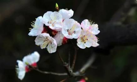 生肖是以立春开始还是春节开始1