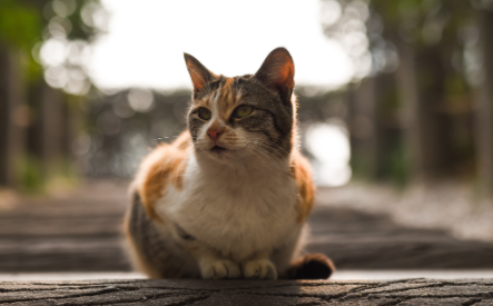 猫小便频繁是怎么回事啊1