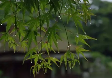 2022年北方有梅雨季节吗1