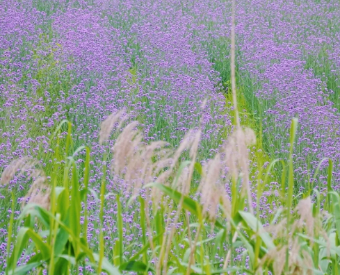 武汉光谷马鞭草花海在哪里3