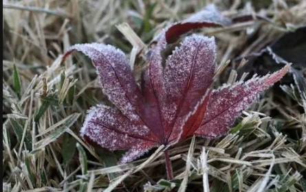 今年初霜期是几月几日20221