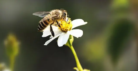 蜂王死了蜂群会跑吗2