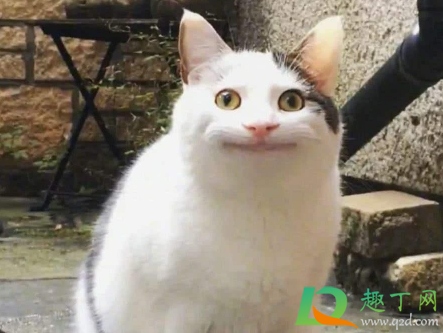 做一只有礼貌的猫是什么梗啥意思1