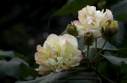 芙蓉花在几月开