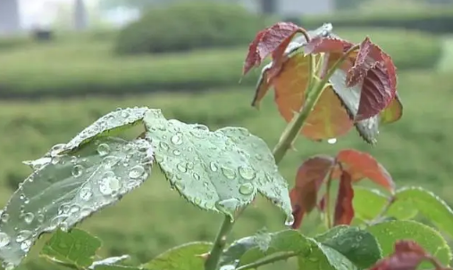 2022立夏有雨三伏热还是立夏无雨三伏热3