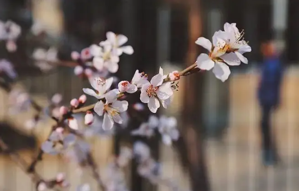 清明节上坟在哪边挖土3