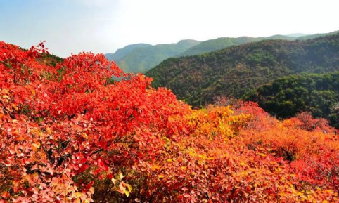 2021香山红叶在哪里看最美1