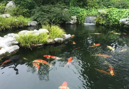 锦鲤水温多少度可以喂食1