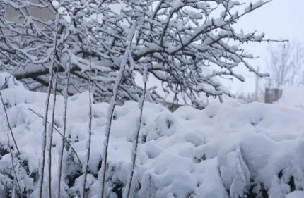 2021年大雪是在冬天第几个节气1