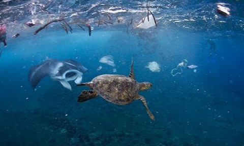 海洋上的垃圾害死了多少生物2