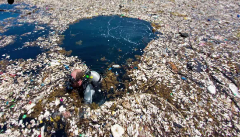 海洋上的垃圾害死了多少生物3