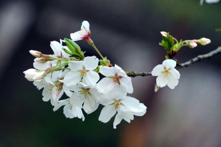 武汉樱花在哪个大学2