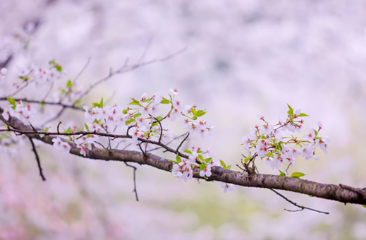 3月份武汉的樱花开了吗2