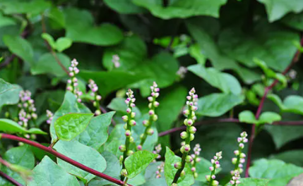 木耳菜生长需要什么条件