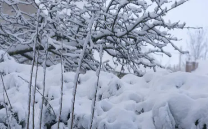 大雪节气晴天来年干旱吗2