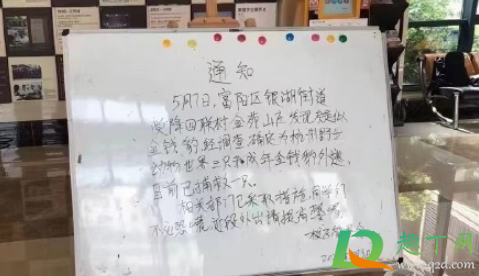 假如你遇到了从动物园出逃的豹子怎么办2