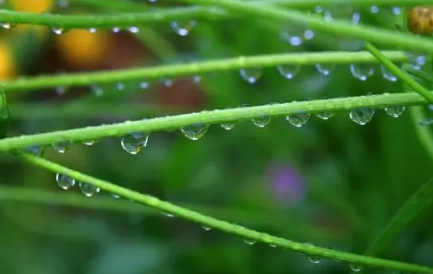 2022雨水节气会下雨吗2