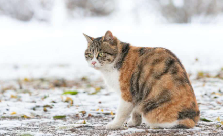 降温猫咪会冷吗2