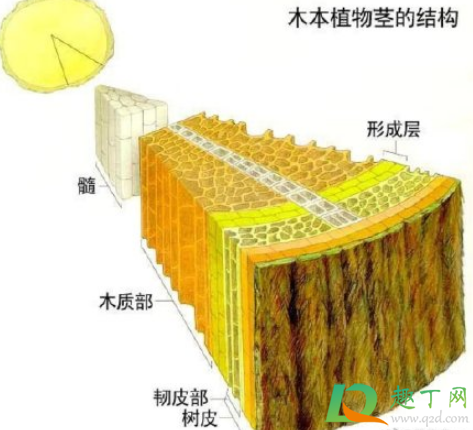 一旦树木内部发生燃烧怎么回事3