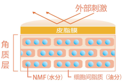 角质层薄怎么修复增厚2