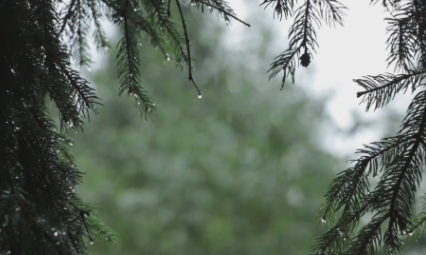 雨水可以存起来浇花吗3