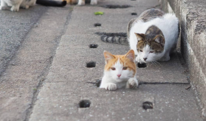 流浪猫喂什么吃的2